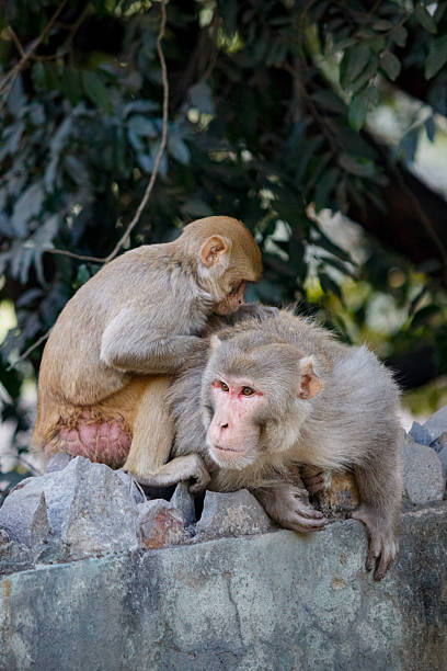 istock Pair of monkeys engaging in classic grooming behavior in a zoo 2224752914