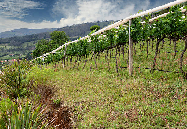 Samaipata, Bolivia, October 8, 2023: View of a vineyard in Bolivian Andes near the small town of Samaipata.