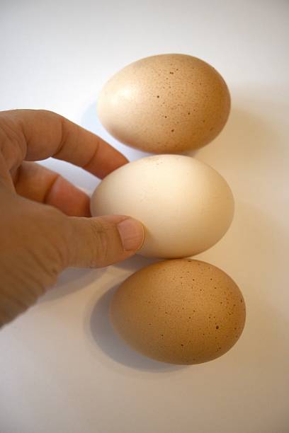 istock 3 brown chicken eggs with hand and white background. 2224753898