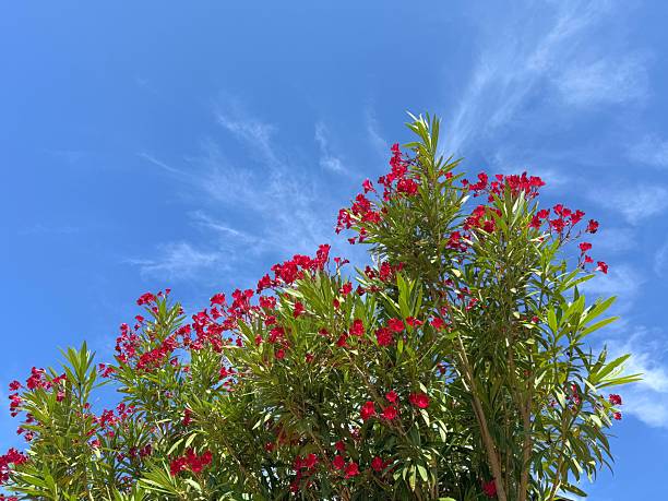 Nerium Oleander nerium beautiful red flowering shrub