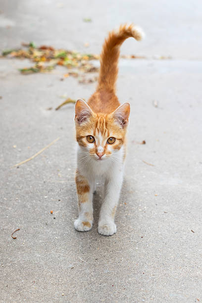 istock Small stray kitten, ginger and white on the street 2224756283