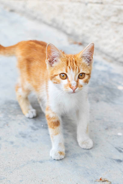 istock Small stray kitten, ginger and white on the street 2224756325