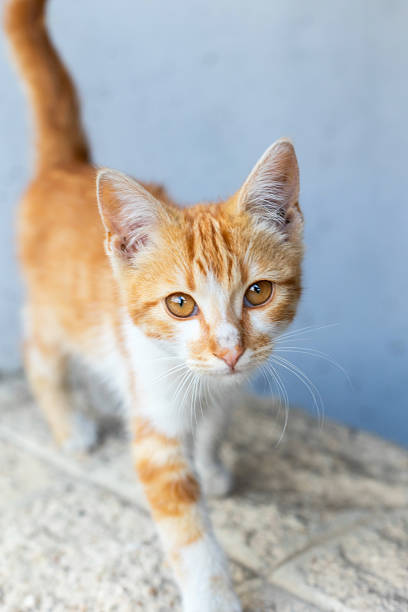istock Small stray kitten, ginger and white on the street 2224756336