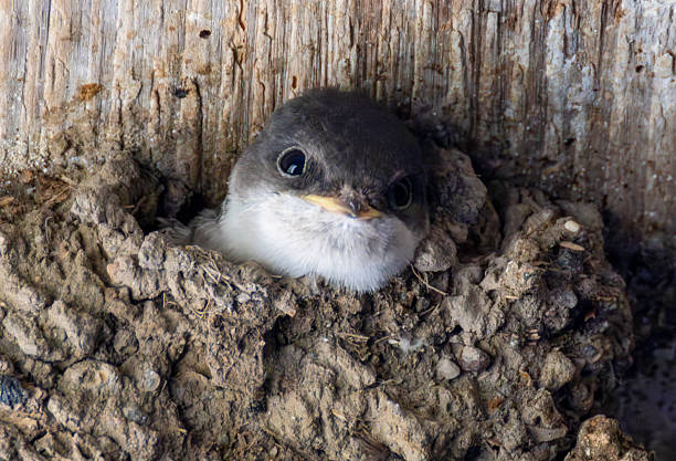 istock house Martin juvenile in nest 2224756565