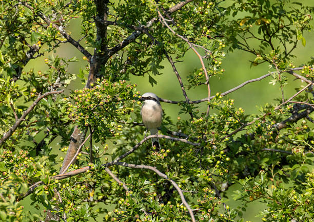 Grauwe klauwier\nRed-backed Shrike, Lanius collurio - Klauwieren (Laniidae)