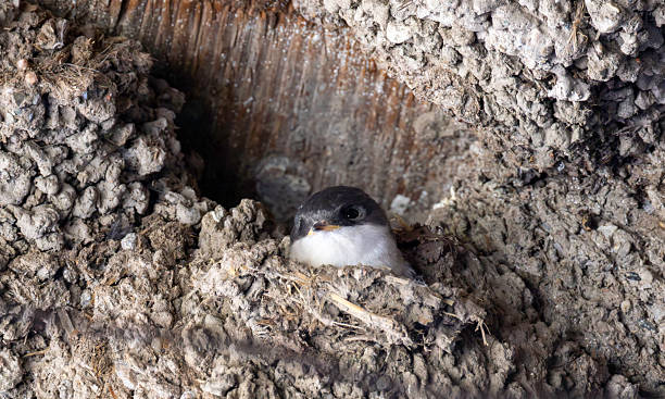 istock house Martin juvenile in nest 2224756655