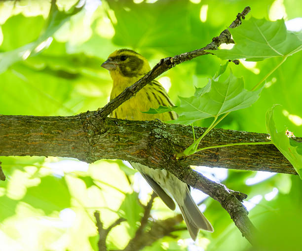 Two greenfinches (Carduelis citrinella) perched on the branches of a tree with a blurred salmon-colored background