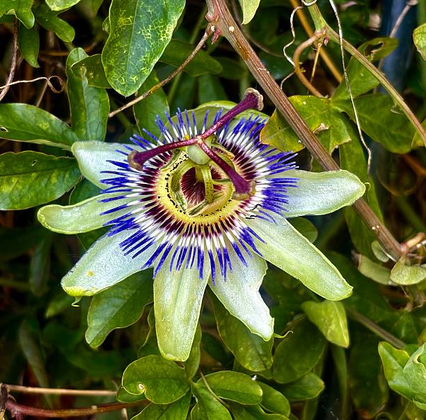 istock Passionflower, specifically from the genus Passiflora. 2224758434