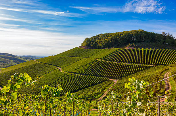 istock verdant vineyard landscape and hills in summer 2224758657