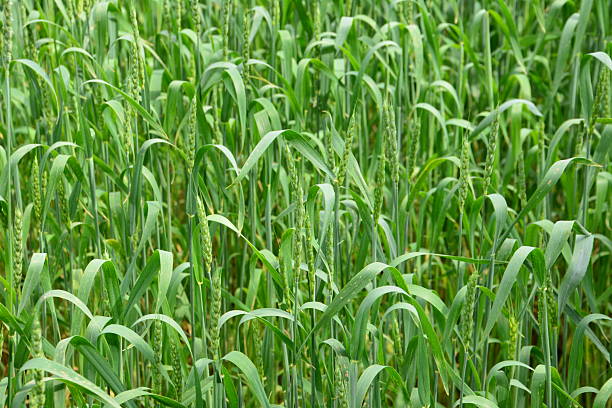 Lush Green spring Wheat Field in Sunlight isolated close up