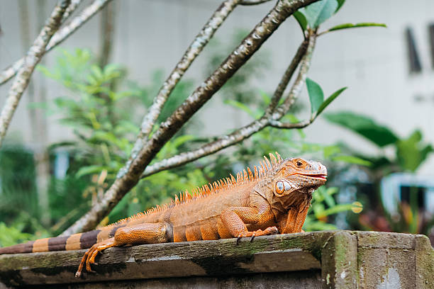 istock Vibrant Orange Iguana Lizard on Rock, Exotic Reptile Wildlife 2224759583