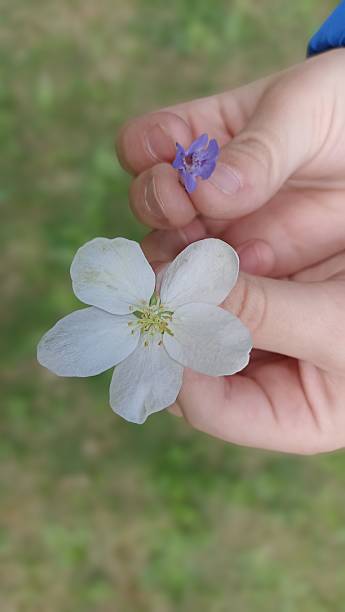 istock Child s Hand Holding Flowers Exploring Nature s Tiny Wonders in a Garden Setting 2224760015