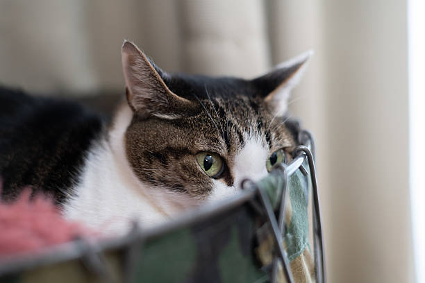 A cat hiding in the shadows on alert