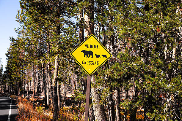 istock Wildlife road sign 2224761455