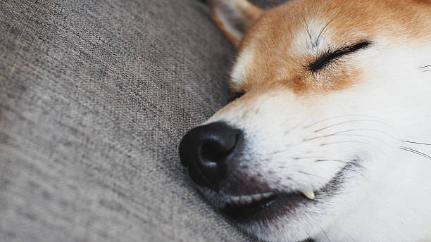 istock Cute Shiba Inu Dog Sleeping Peacefully at Home 2224761661
