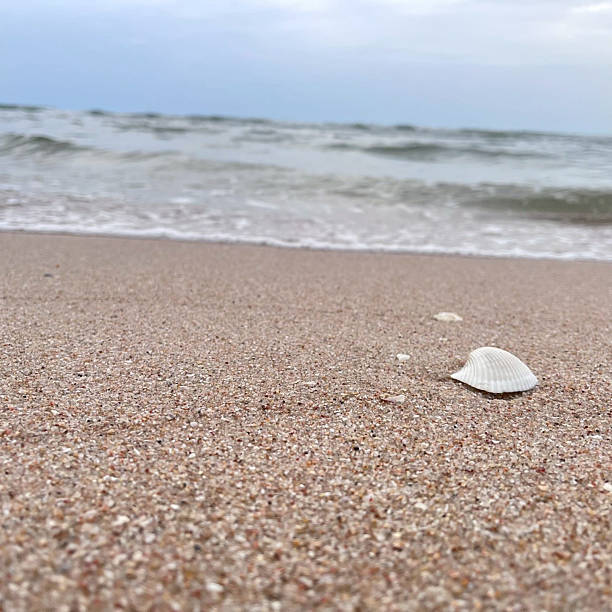 istock Shells on the sandy beach have sea. 2224763198