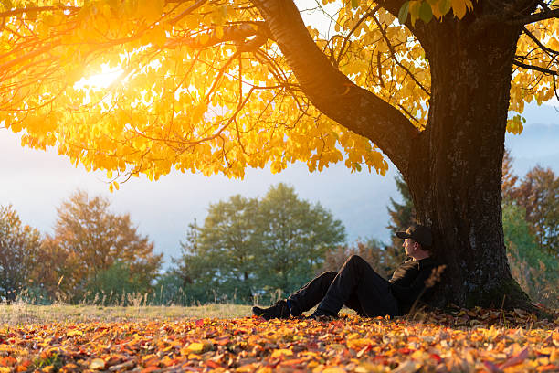 istock Golden sunset bathes old cherry tree and lone man in autumn clearing 2224764662