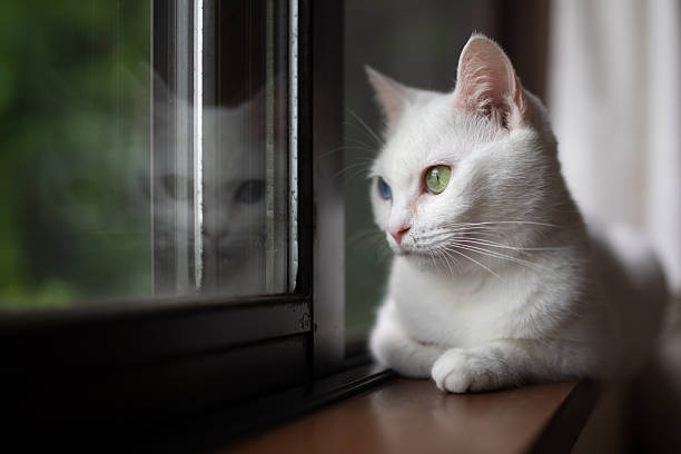 istock white cat relaxing by the window 2224765822