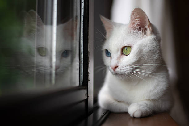 white cat relaxing by the window
