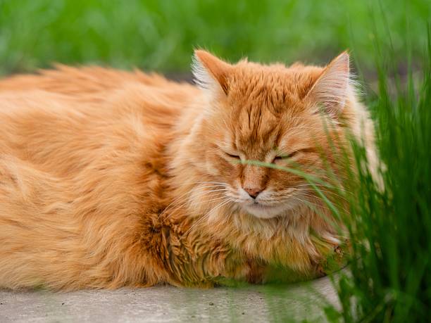 istock Ginger cat sleeping in green grass outdoors. 2224765829
