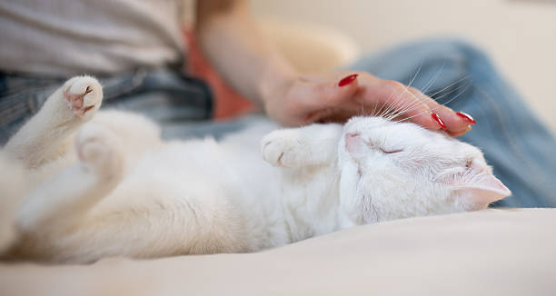 istock A cat being stroked by its owner 2224765843