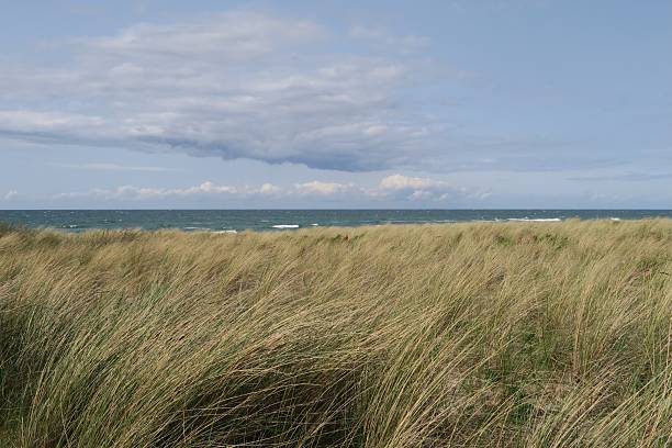 Golden grasses sweep over rolling dunes along a Baltic Sea beach near Ahrenshoop, Germany. The bright sky, gentle waves, and wide shoreline create a peaceful coastal landscape.