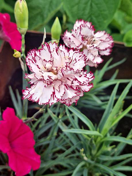 istock White and Purple-Edged Dianthus Blooming in Garden 2224767811