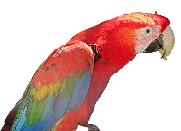 istock Green-winged macaw parrot. Ara chloropterus isolated on white 2224768798