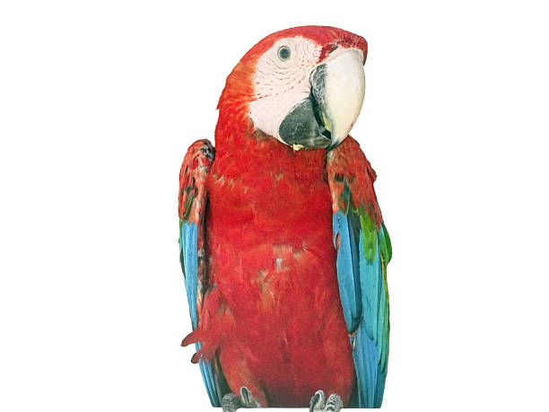 istock Green-winged macaw parrot. Ara chloropterus isolated on white 2224768804