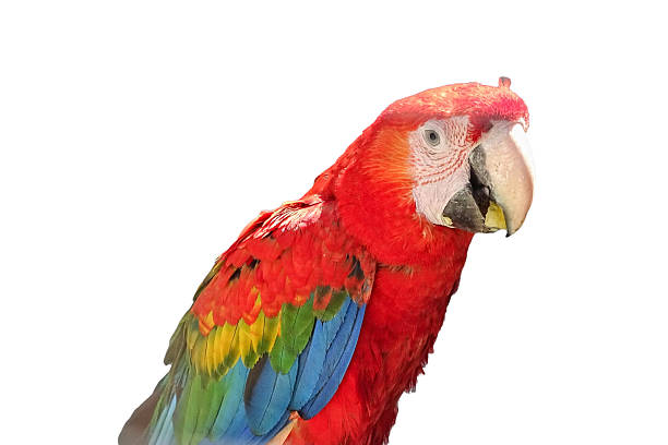 istock Green-winged macaw parrot. Ara chloropterus isolated on white 2224768812
