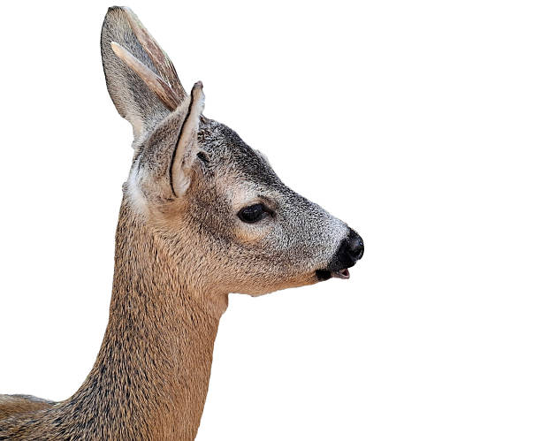 istock Little deer isolated on white background 2224768818