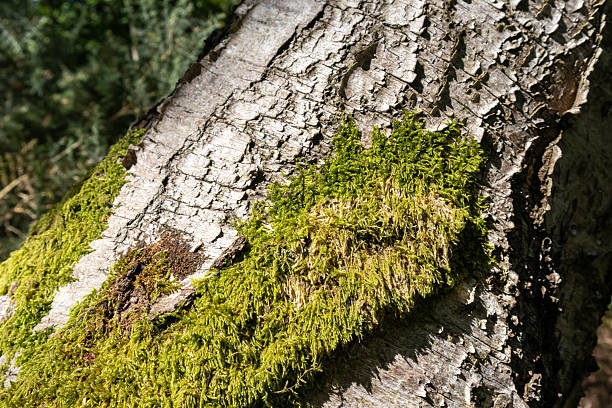 Close-up photograph of green moss thriving on the cracked and weathered bark of a tree trunk
