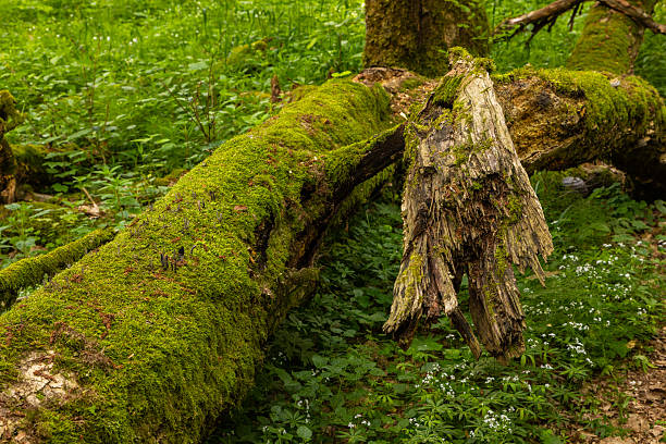 Broken tree covered with moss lies on forest floor in Bialowieza Forest, Podlasie, Poland.