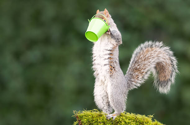 istock Grey squirrel eating nuts from a small green bucket on a mossy tree branch 2224774565