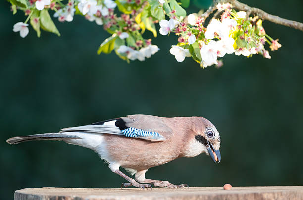 istock Eurasian jay eating nuts on a tree stump with a blossoming cherry tree branch in the background 2224774665
