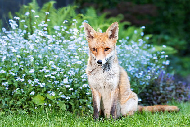 istock Red fox sitting on green grass in a garden with forget-me-nots, UK 2224775244
