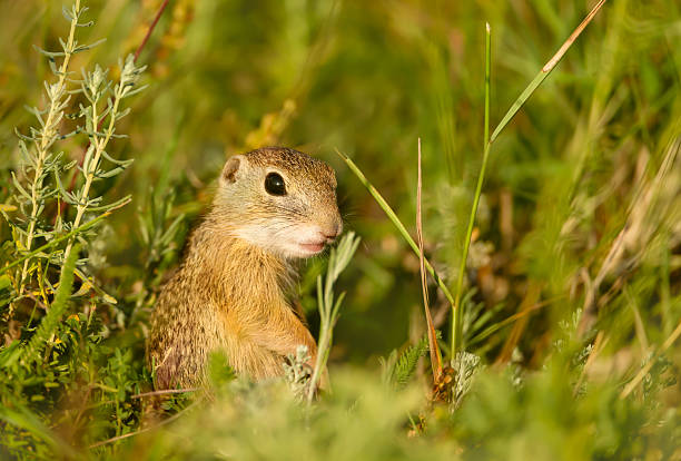 istock European ground squirrel in a grassy meadow 2224775279