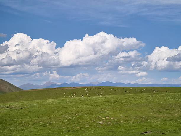 istock Grassland in Qinghai, China 2224775600