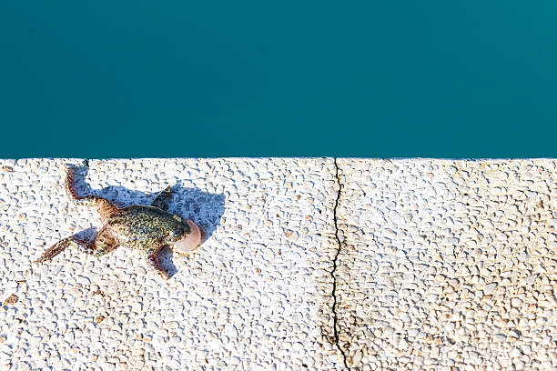 A frog or toad at the edge of a pool.