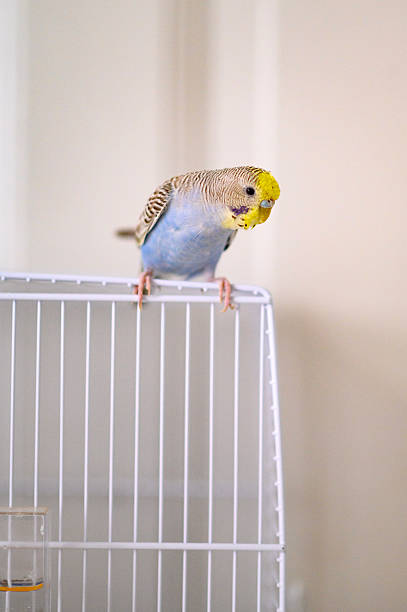 istock A light blue young Budgerigar parakeet Melopsittacus undulatus budgie on cage 2224776044