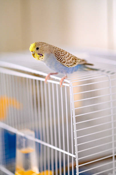 istock A light blue young Budgerigar parakeet Melopsittacus undulatus budgie on cage 2224776350