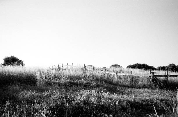Monochrome image capturing a tranquil rural scene with a wooden fence amid tall grass, featuring a grainy texture that evokes nostalgia and simplicity