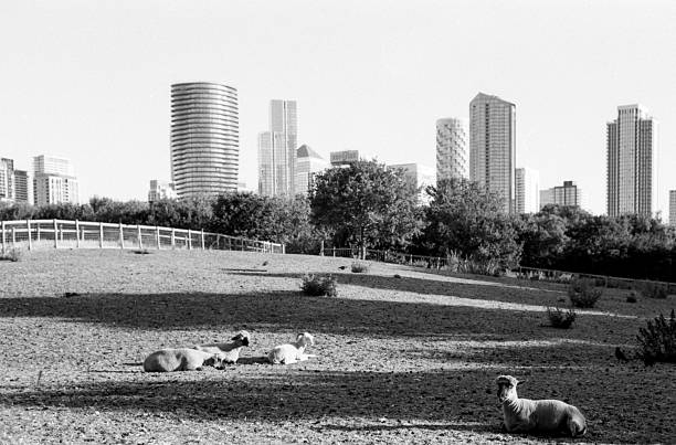 Four sheep are resting on a grassy meadow with the chicago city skyline visible in the distance, showcasing the contrast between urban and rural environments