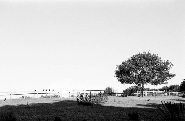 Grainy monochrome analog image of crows perching on a wooden fence in a desolate landscape with a lonely tree, shot with vintage 35mm film camera