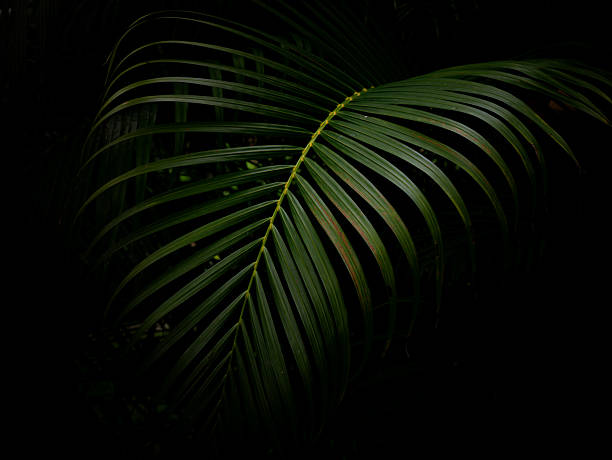 istock Tropical palm leaves green nature view decoration background texture. 2224777312