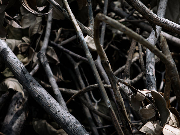 Natural dry leaves. Dead tree branches. nature wallpaper texture background.