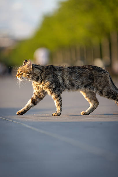 Stray cat is walking around on the street.Istanbul - Turkey.