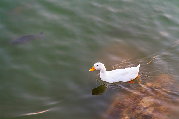 A duck swimming among fish in choppy water.