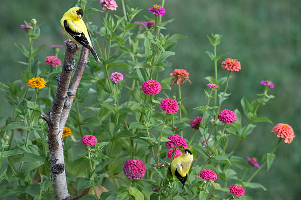 istock Yellow chickadees in flower garden 2224777836