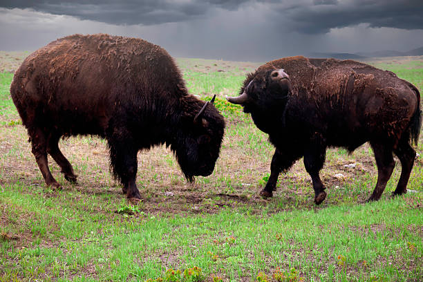istock Two American Bison butting heads 2224777851